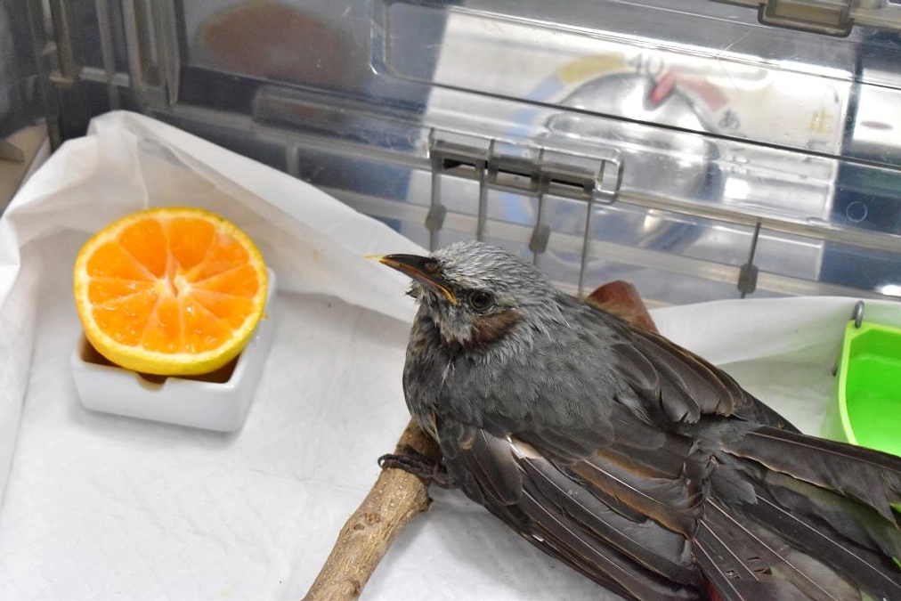 【保護情報】窓へ衝突したヒヨドリ