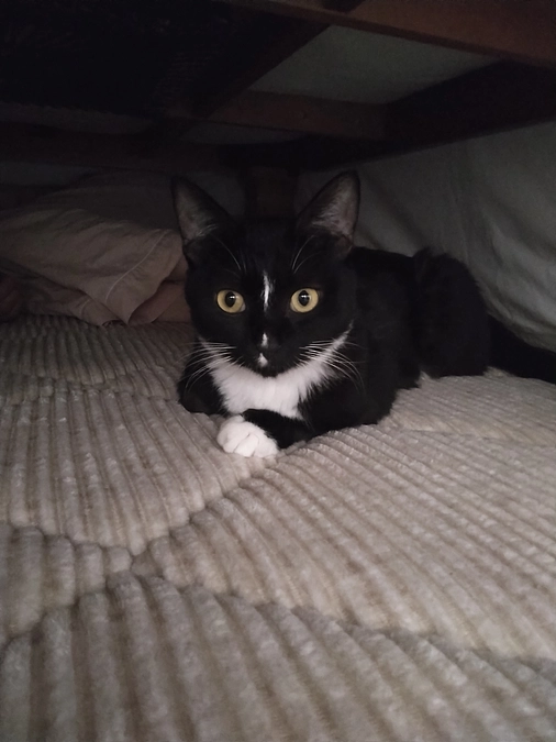 11/2はなちゃんの様子