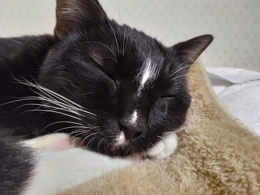 11/3はなちゃんの様子