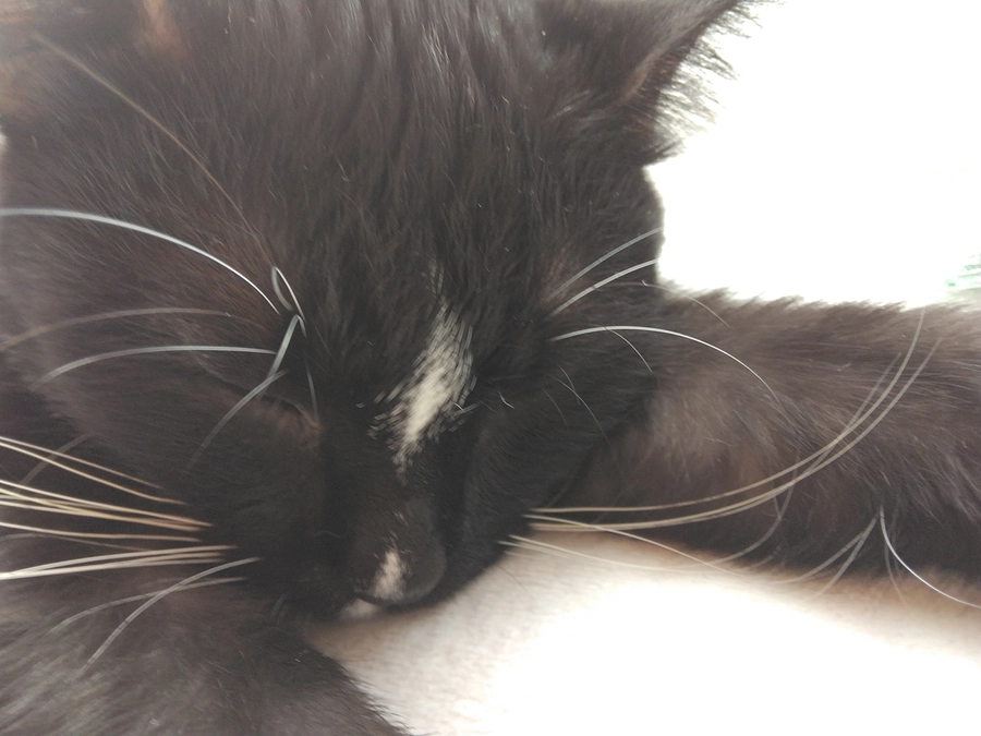 11/4はなちゃんの様子