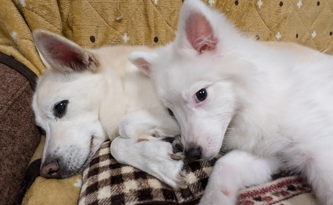 感謝のメール(1)