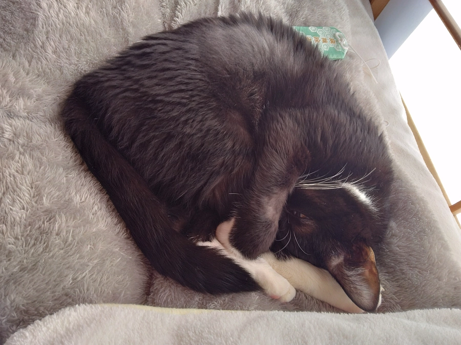 11/5はなちゃんの様子