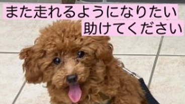 生後9ヶ月愛犬ロッキーの手術のご支援をお願い致します のトップ画像