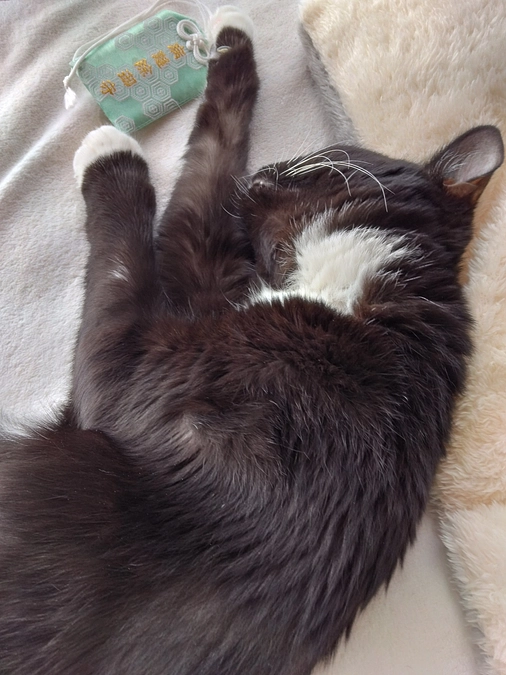 11/6はなちゃんの様子