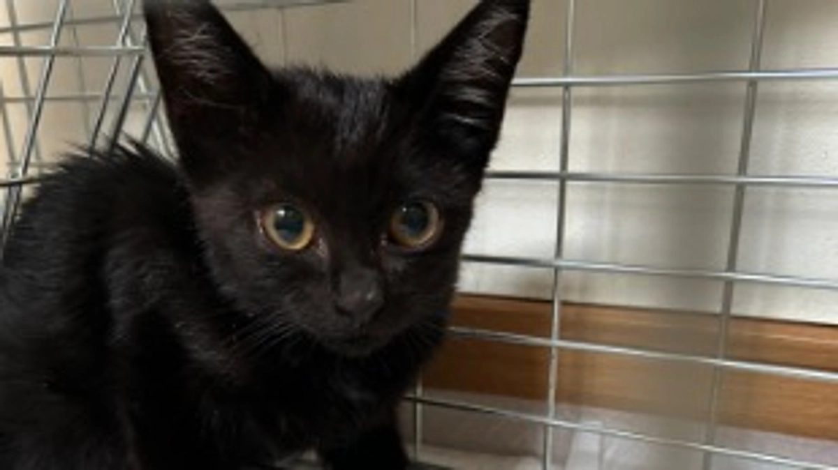 黒猫ビビちゃん