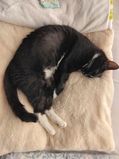 11/7はなちゃんの様子