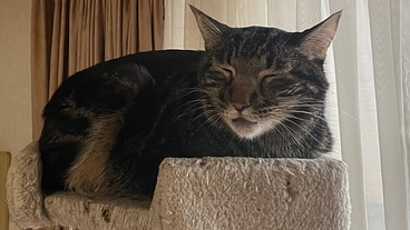 3歳で鼻腔内リンパ腫になってしまった飼い猫「マロン」を救いたいです のトップ画像