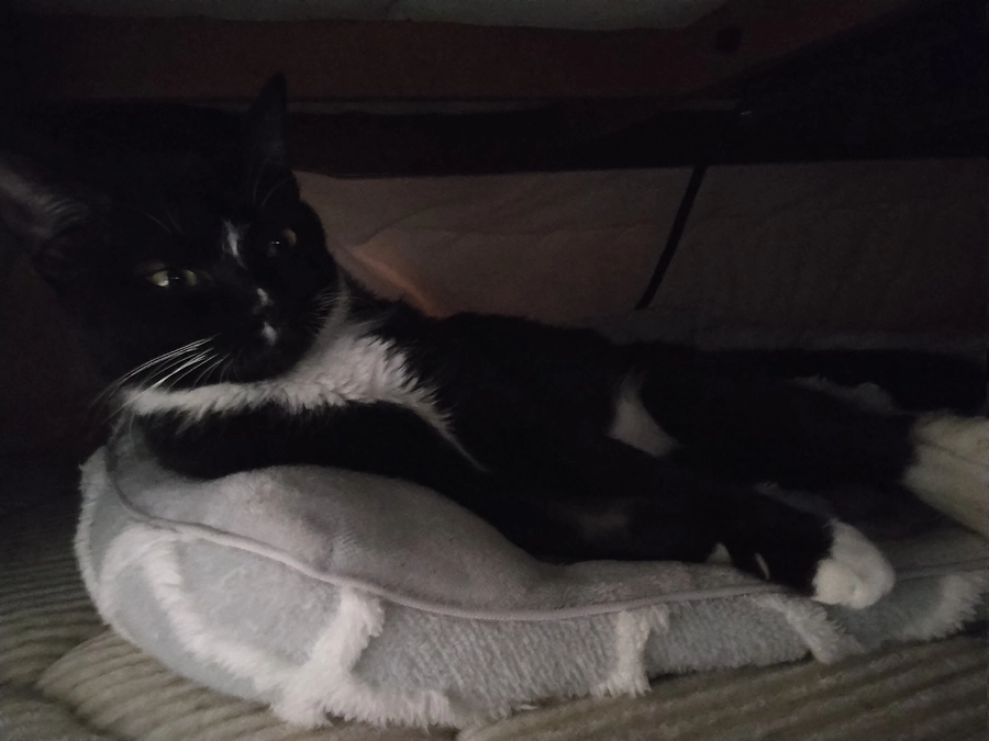 11/8はなちゃんの様子（発作あり）