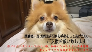 脾臓摘出及び膀胱にある結石除去手術をしてあげたい。 のトップ画像