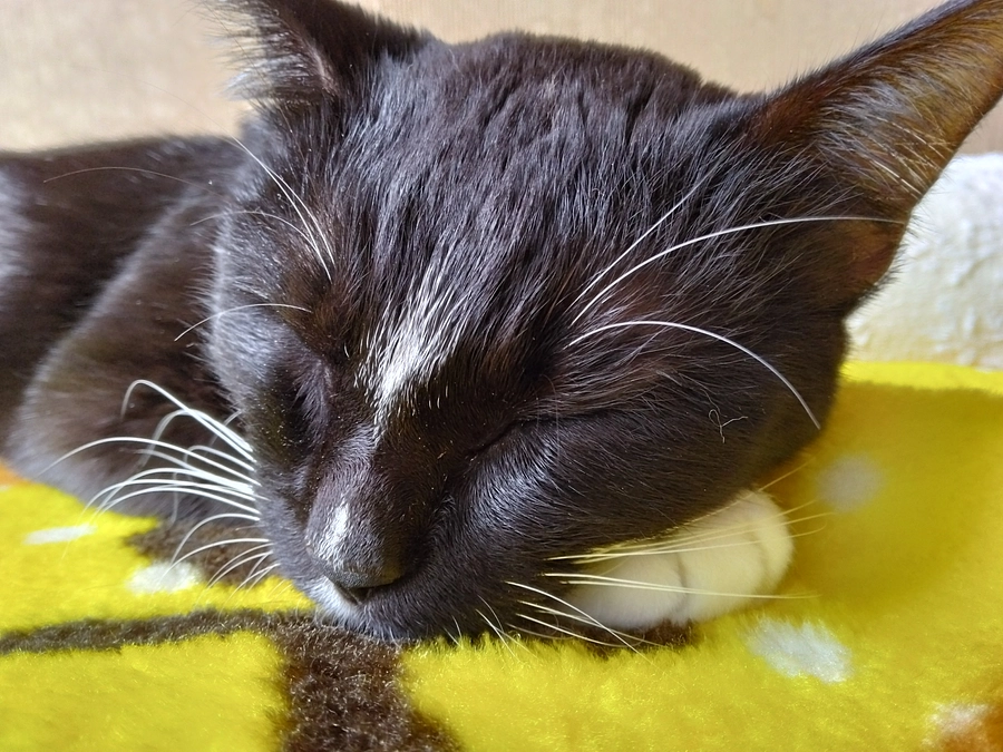 11/9はなちゃんの様子