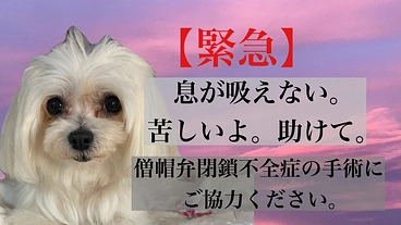 【緊急】僧帽弁閉鎖不全症 苦しくて息ができない。手術にご協力下さい のトップ画像