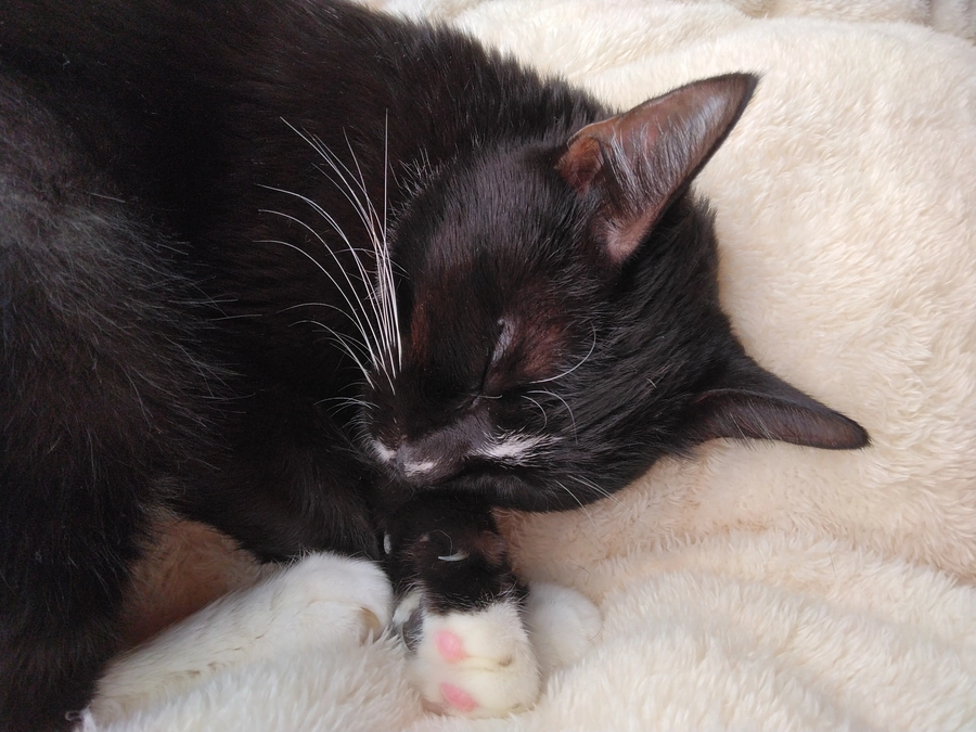 11/11はなちゃんの様子