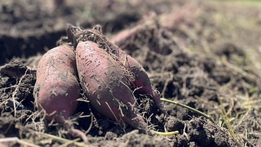 線維筋痛症激痛による闘病生活！人生を諦めたくないプロジェクト！ のトップ画像