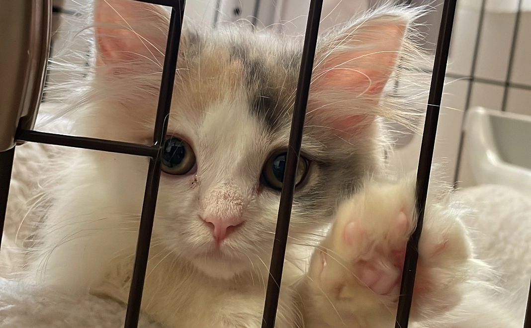 ねるちゃん応援コース【1000円】