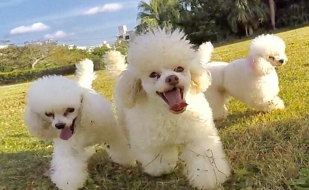 【3回分】ワンちゃん触れ合い施設_施設利用券