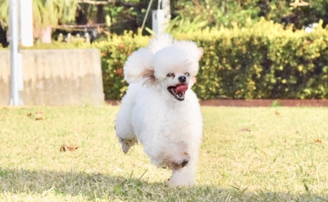 【1回分】ワンちゃん触れ合い施設_施設利用券