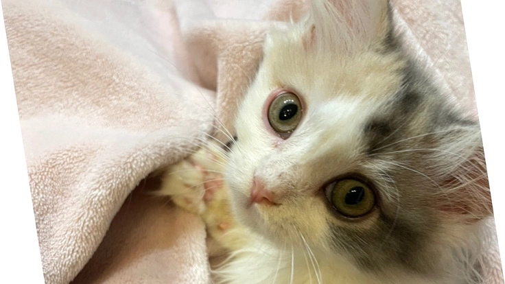 【FIP末期】生後４ヶ月 ねる の命を助けてください