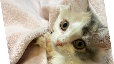 【FIP末期】生後４ヶ月 ねる の命を助けてください のトップ画像