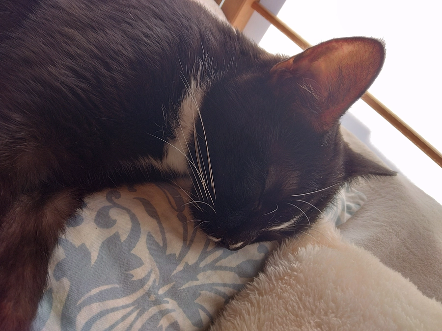 11/13はなちゃんの様子