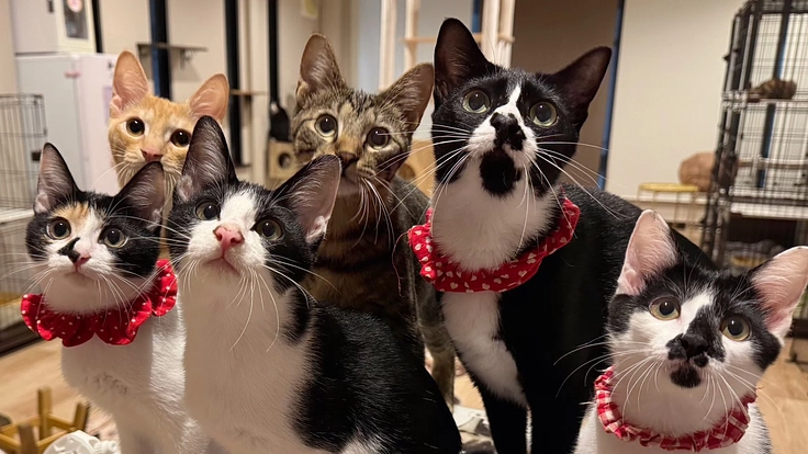 年間７００頭の猫の保護譲渡を行うためシェルターを増設させてください