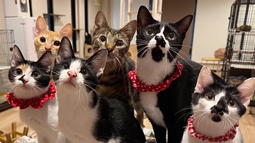 年間７００頭の猫の保護譲渡を行うためシェルターを増設させてください のトップ画像