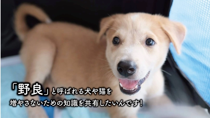 楽しく学べる動物福祉啓発カルタを作り、子どもたちに届けたい! 2枚目