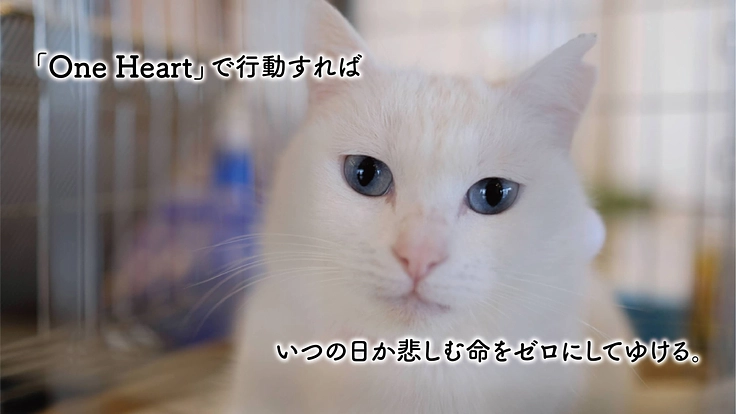 楽しく学べる動物福祉啓発カルタを作り、子どもたちに届けたい! 3枚目