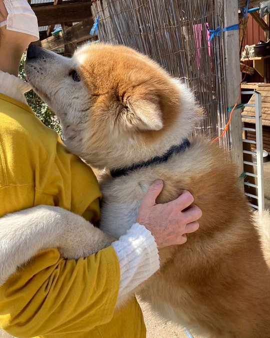 びっくりの犬保護連続依頼！