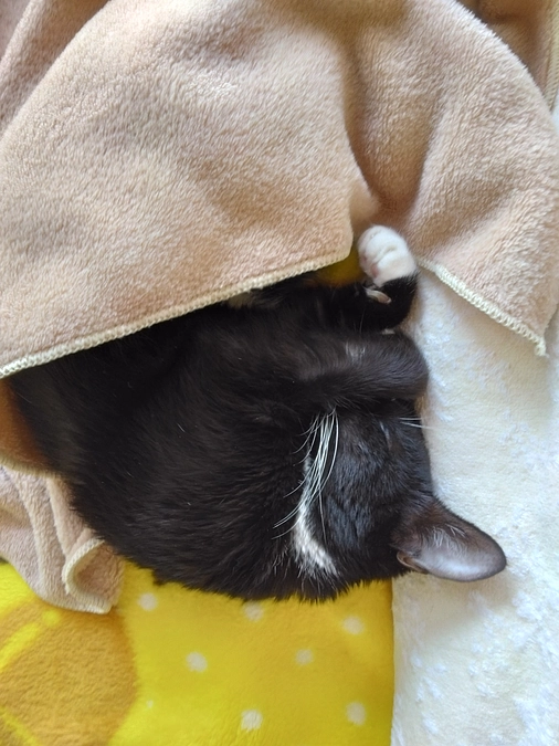 11/14はなちゃんの様子