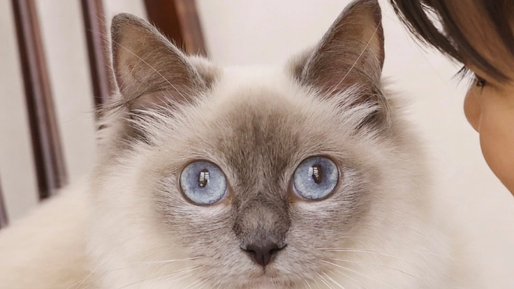 猫伝染性腹膜炎（FIP）治療費のご協力をお願いします