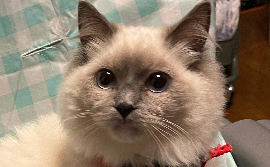 ももちゃん1,000