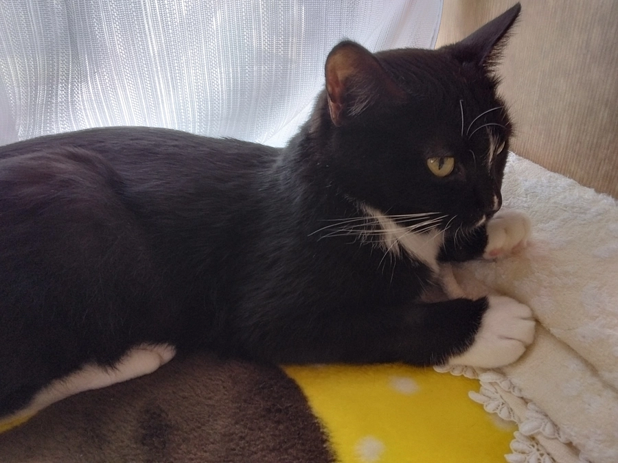 11/15はなちゃんの様子