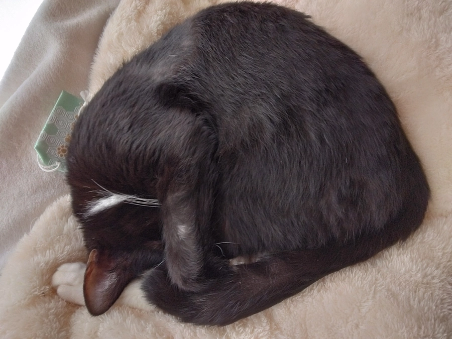 11/16はなちゃんの様子