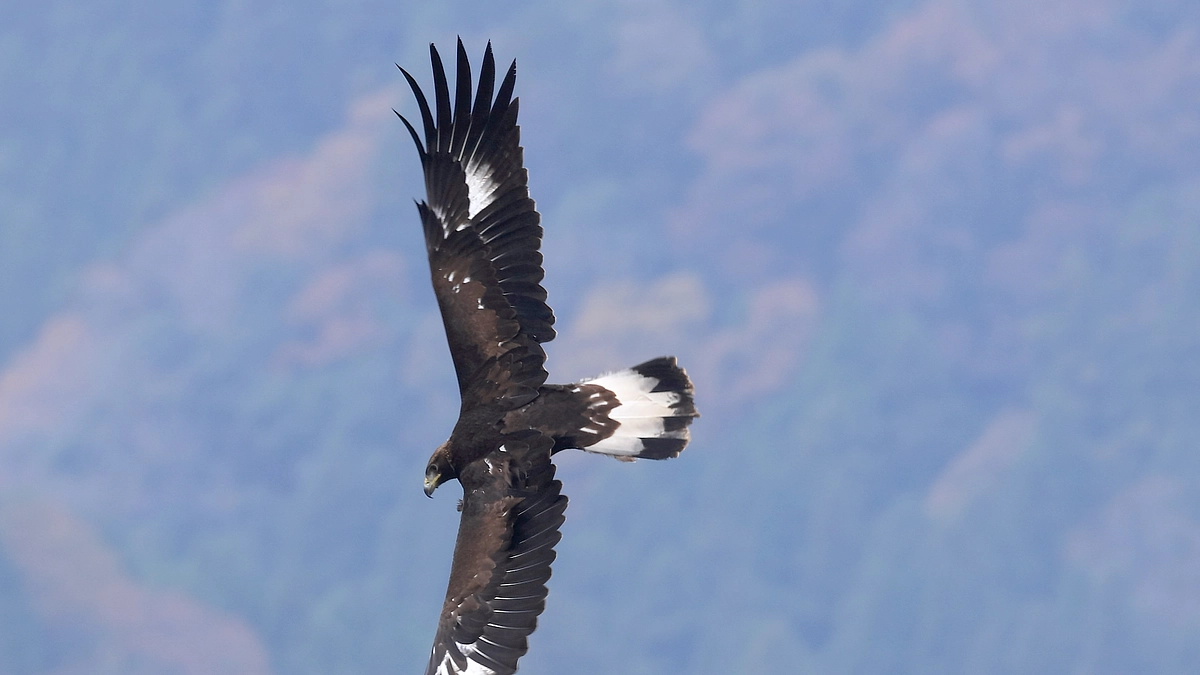 『サーナの独り立ちを応援する会』開催　2024年11月23・24日