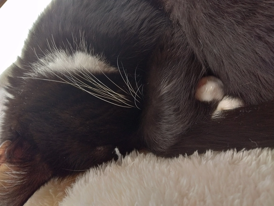 11/17はなちゃんの様子