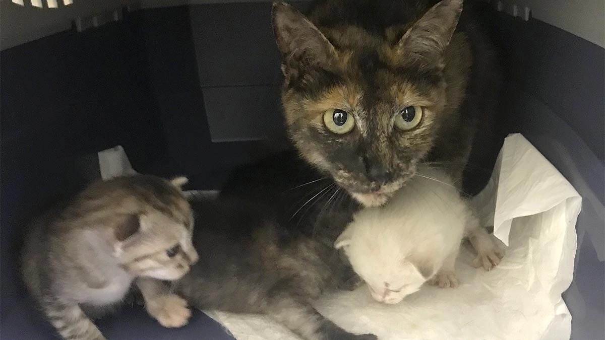 お腹の大きい猫が保護されてやって来ました