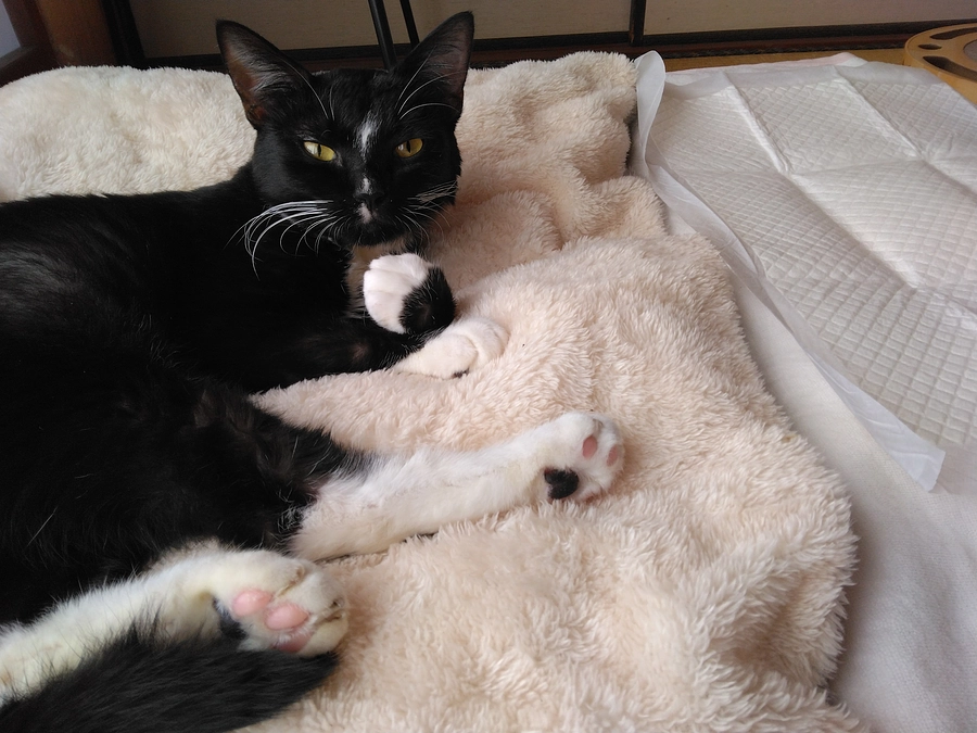 11/18はなちゃんの様子(発作あり)