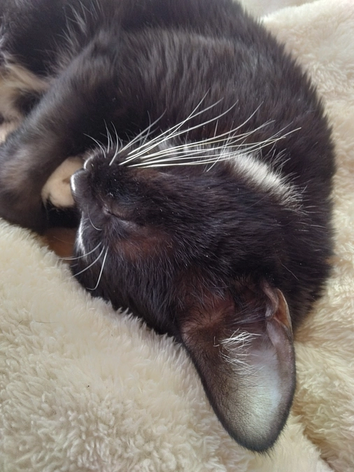 11/19はなちゃんの様子