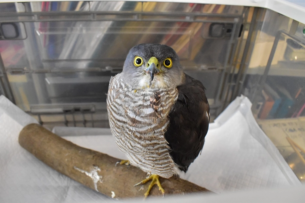 【保護情報】畑のネットに絡まっていたツミ