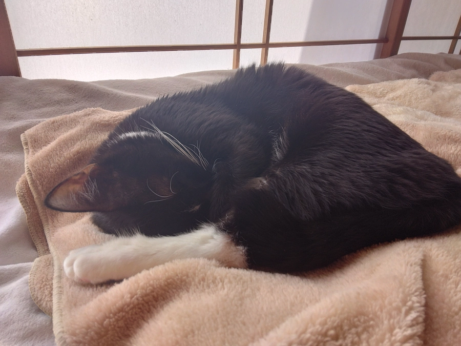 11/20(仮)終了報告