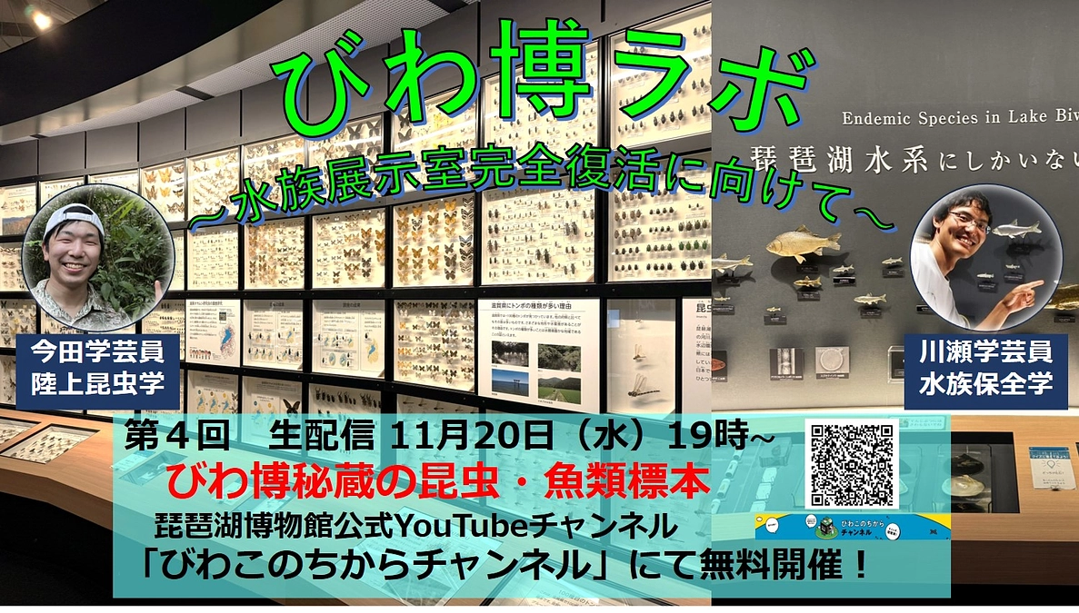 【本日19時ライブ配信！】第4回びわ博ラボ開催のお知らせ：びわ博秘蔵の昆虫・魚類標本！！