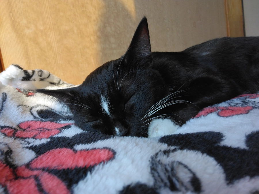 11/21はなちゃんの様子