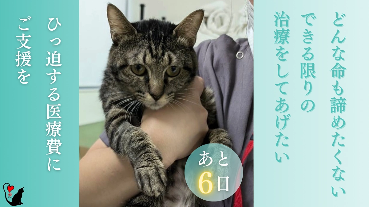クラウドファンディング挑戦！残り【6日】応援メッセージのご紹介①