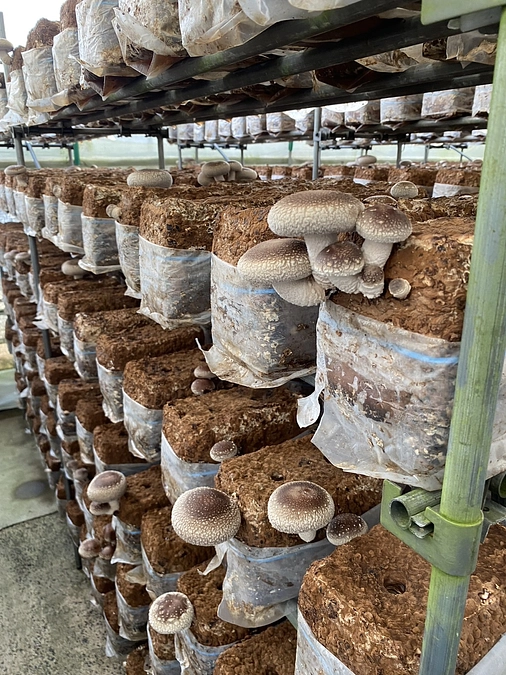 ご支援いただいた菌床ブロックから椎茸が収穫でき始めました