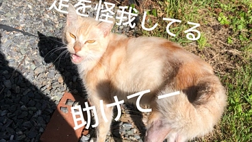 糸島で出会った捨て猫、きなこを助けたい！手術費用をみんなで応援！ のトップ画像