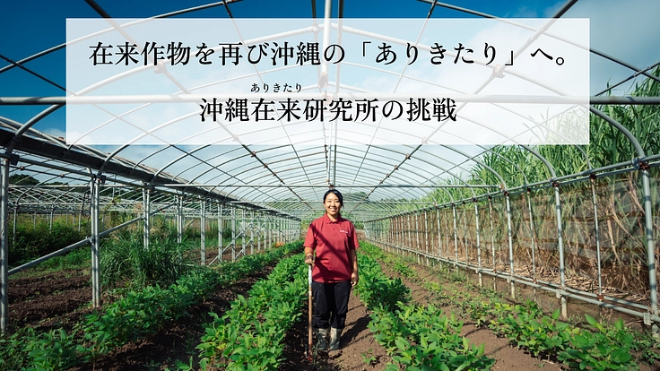 在来作物を再び沖縄の「ありきたり」へ。沖縄在来研究所の挑戦