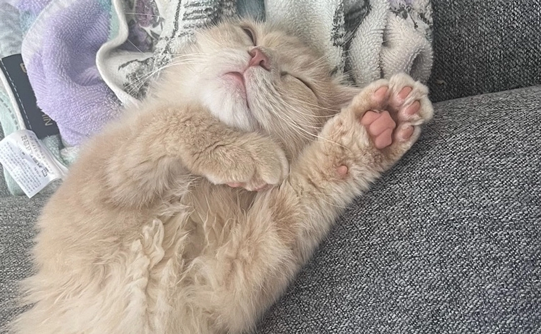 くらまへの御支援 1000円