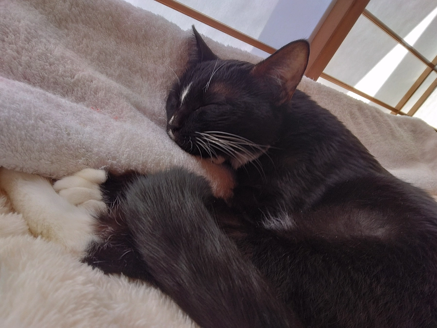 11/23はなちゃんの様子