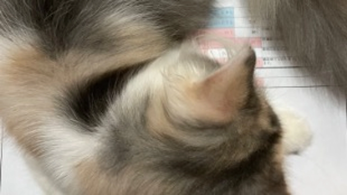 これまでの検査結果まとめ💊