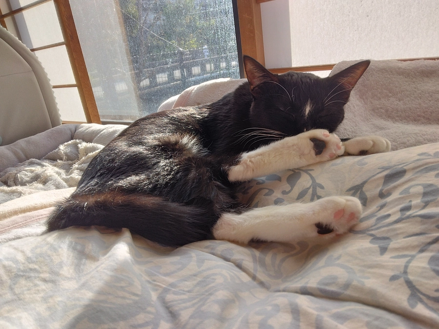 11/24はなちゃんの様子